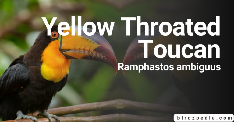 Yellow-Throated Toucan [Ramphastos ambiguus]: Habitat, Diet, Sounds, Overview