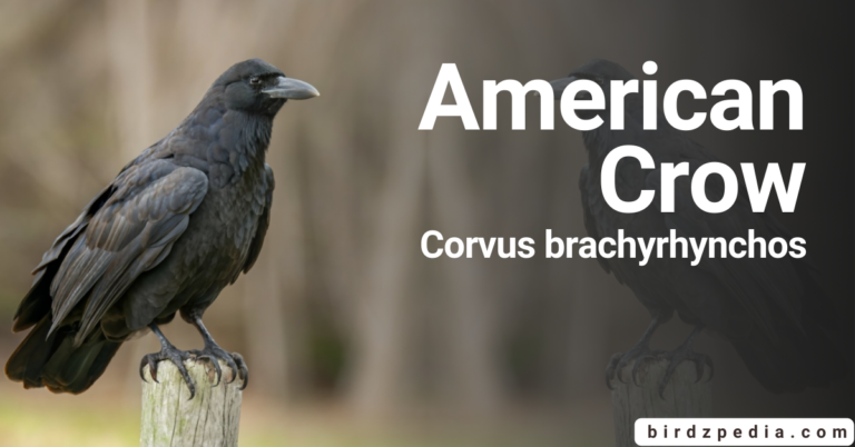 American Crow [Corvus brachyrhynchos] Habitat, Diet, Sound, More