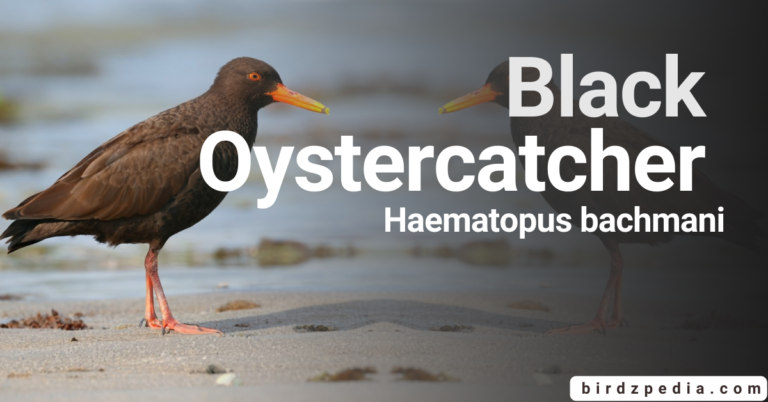 Black Oystercatcher [Haematopus bachmani] Habitat, Characteristics, Facts
