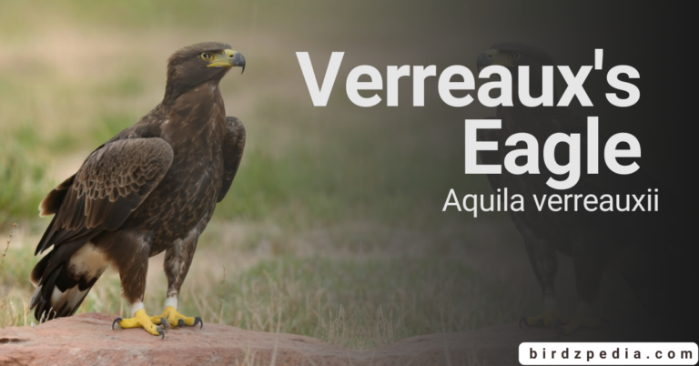 Verreaux’s Eagle [Aquila verreauxii] Overview, Habitat, Sounds