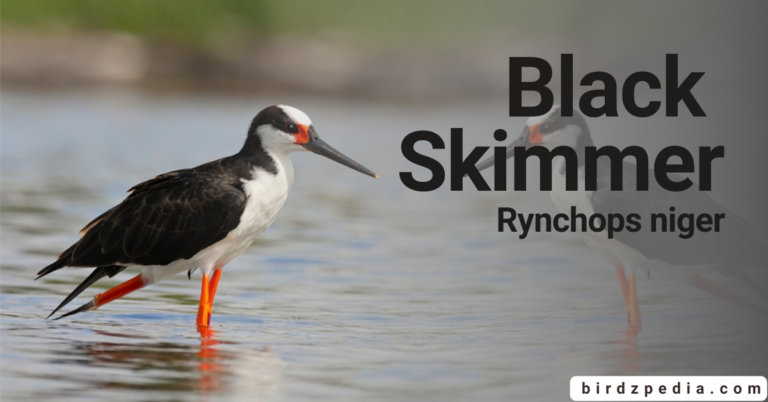 Black Skimmer  [Rynchops niger], Diet, Predators,  and Characteristics