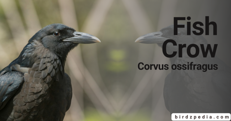Fish Crow [Corvus ossifragus] Facts, Sounds, Habitat