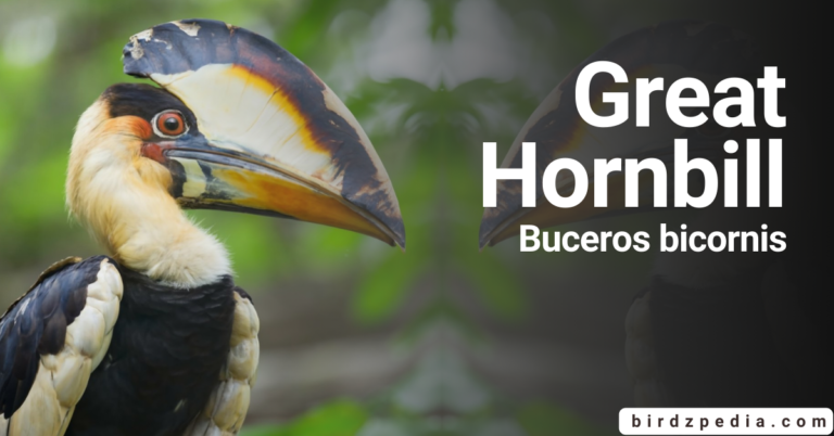 Great Hornbill [Buceros bicornis]: Discovering its World