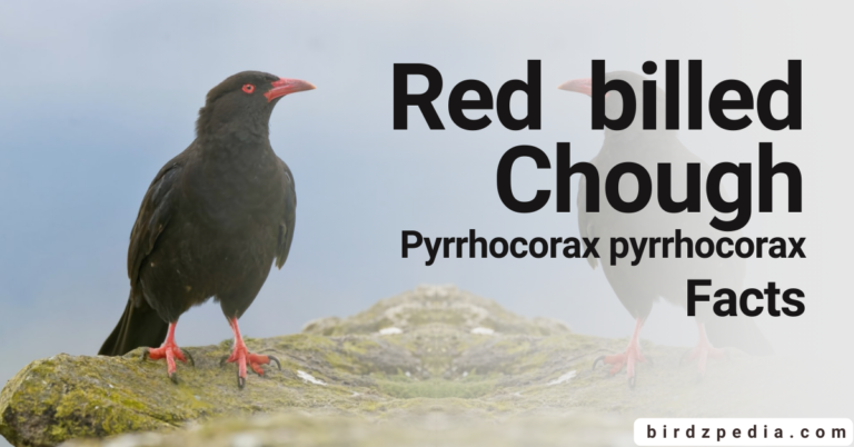 Red-Billed Choughs[Pyrrhocorax pyrrhocorax]: Flight, Sounds, Conservation, and More