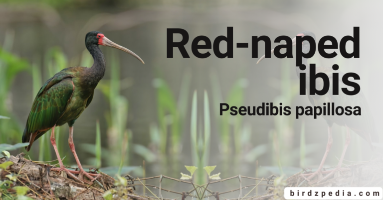Red-Naped Ibis [Pseudibis papillosa]: Facts, Sounds, Habitat