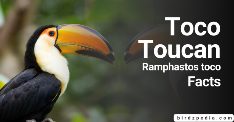 Toco Toucan[: Ramphastos toco] Overview, Habitat, Diet, Sounds