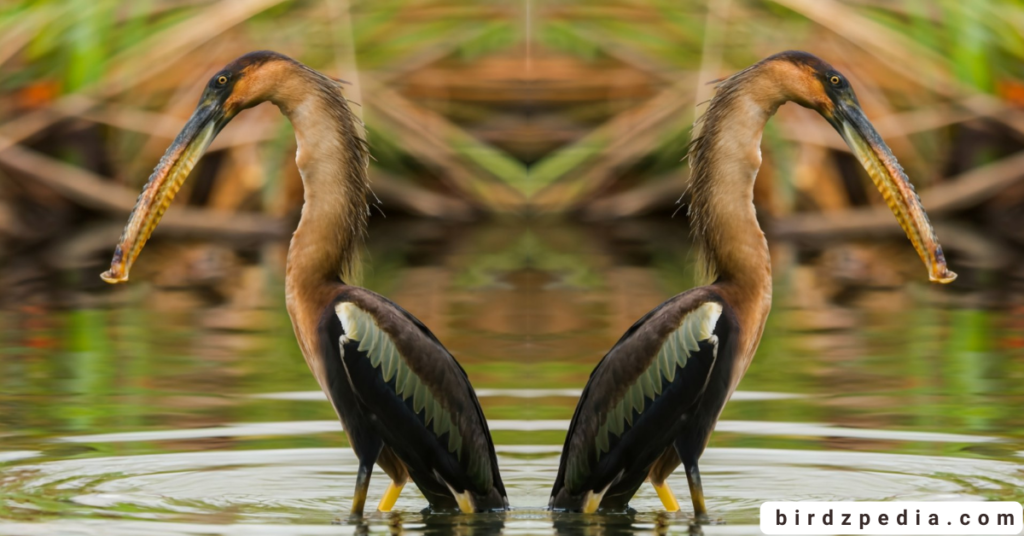 Anhinga birdzpedia.com