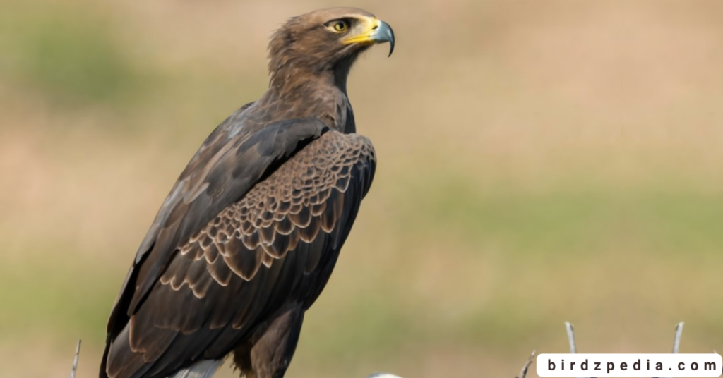 Verreaux's Eagle birdzpedia.com