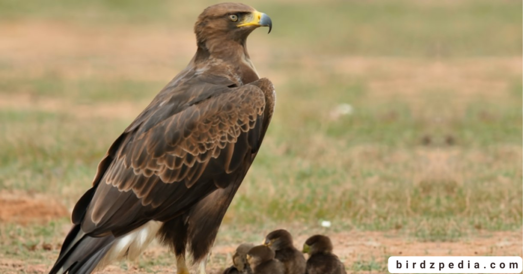 Verreaux's Eagle birdzpedia.com