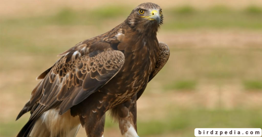 Verreaux's Eagle birdzpedia.com