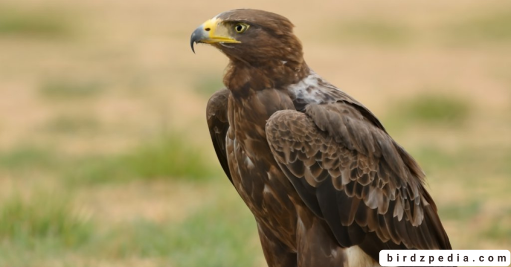 Verreaux's Eagle birdzpedia.com