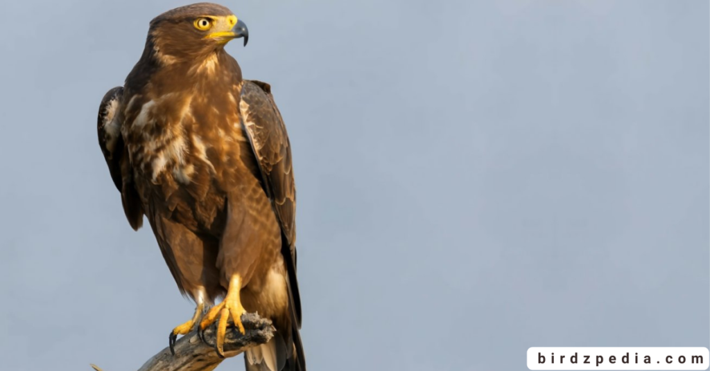 Verreaux's Eagle birdzpedia.com