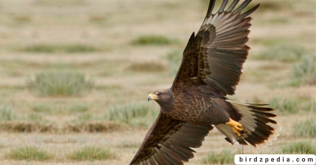 Verreaux's Eagle birdzpedia.com