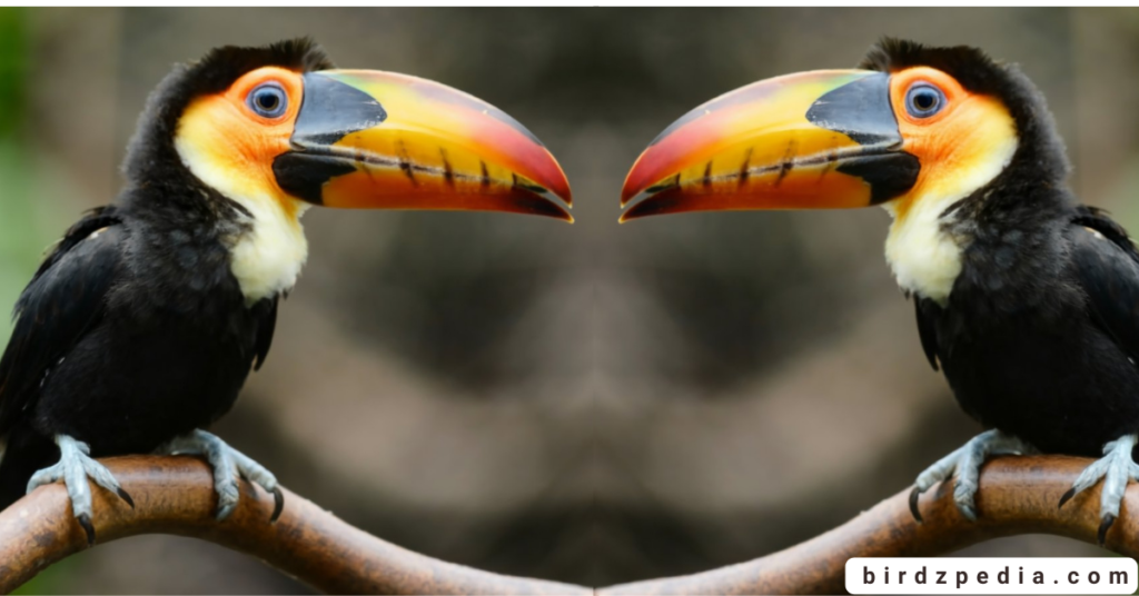 Toco Toucan birdzpedia.com