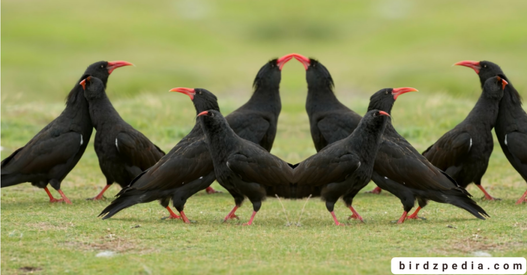 Red-Billed Chough birdzpedia.com