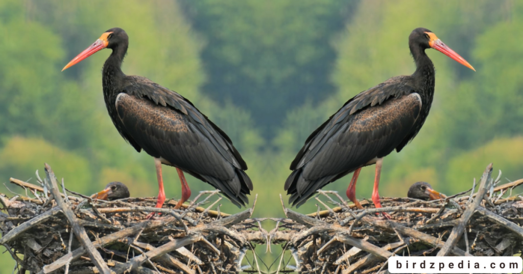 Black Stork birdzpedia.com