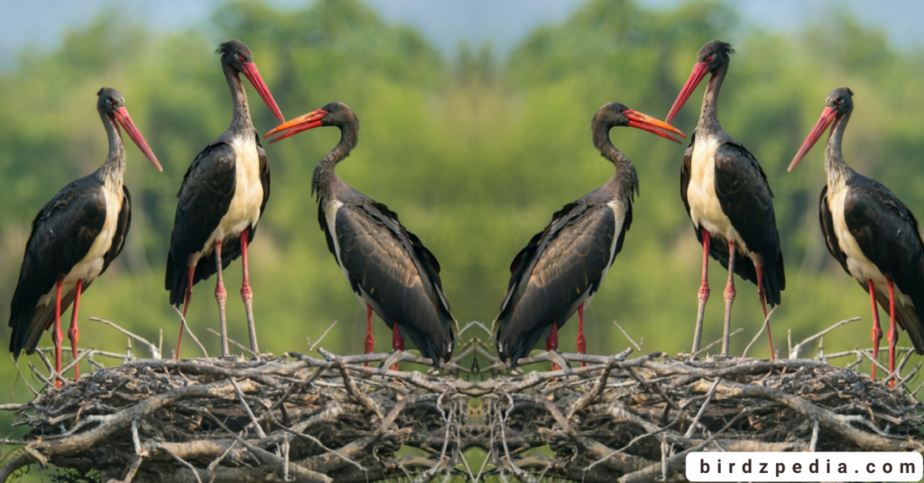 Black Stork birdzpedia.com