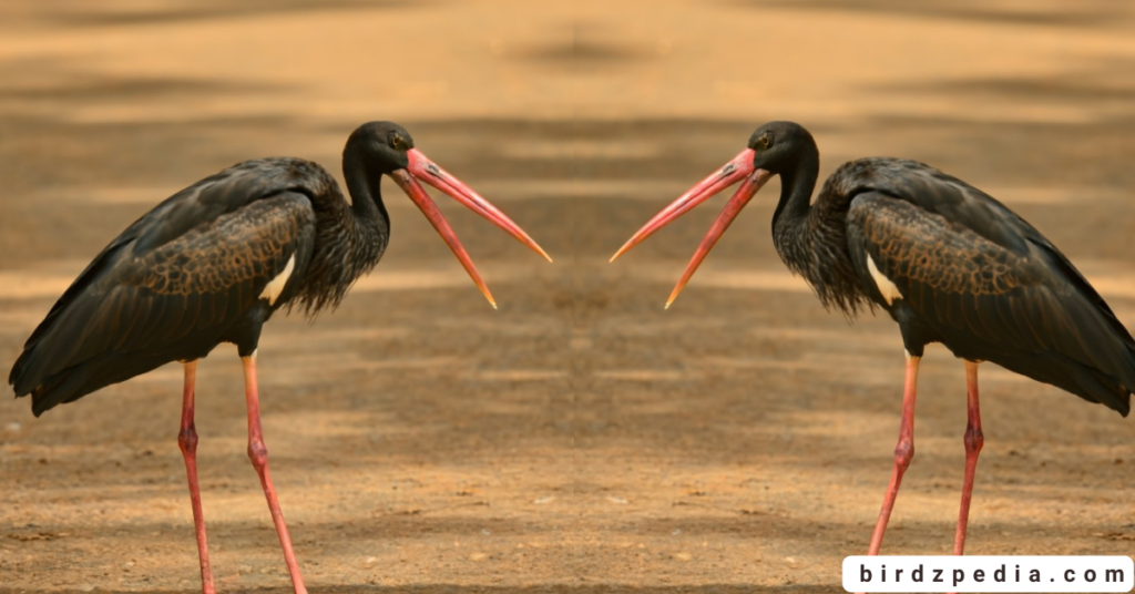 Black Stork birdzpedia.com