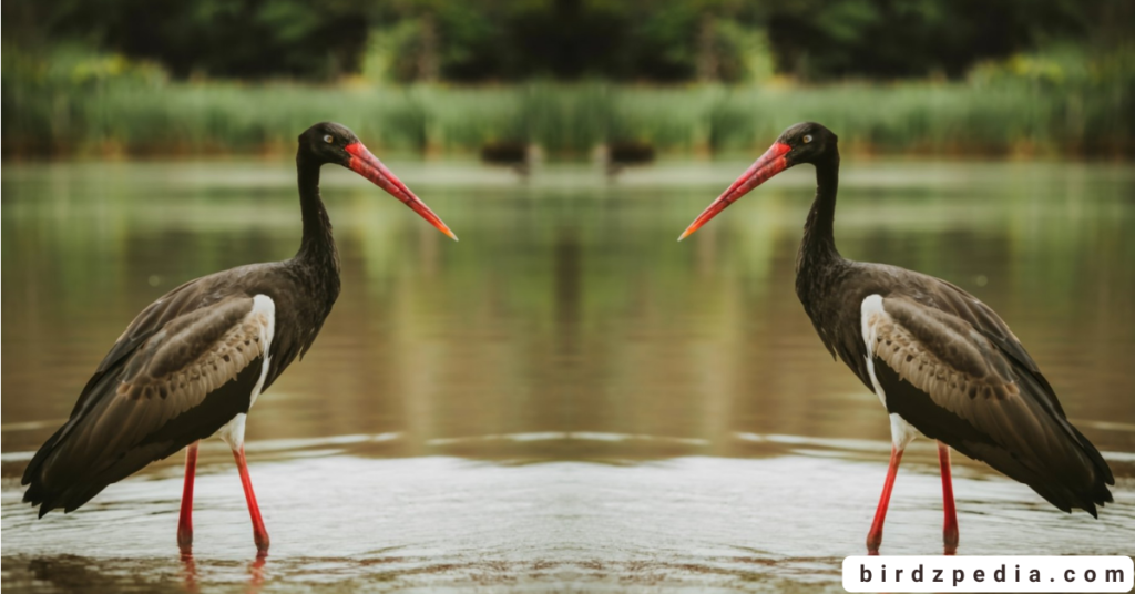 Black Stork birdzpedia.com
