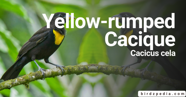 Yellow-rumped Cacique [Cacicus cela] Guide Food, Habitat, Sound: