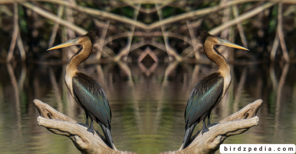 Anhinga birdzpedia.com