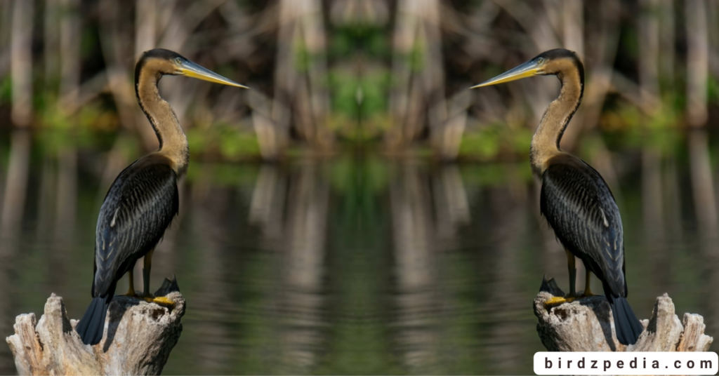 Anhinga birdzpedia.com