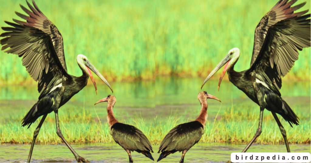 African openbill birdzpedia.com