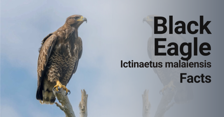 Black Eagle[Ictinaetus malaiensis] Digging Deeper into their World