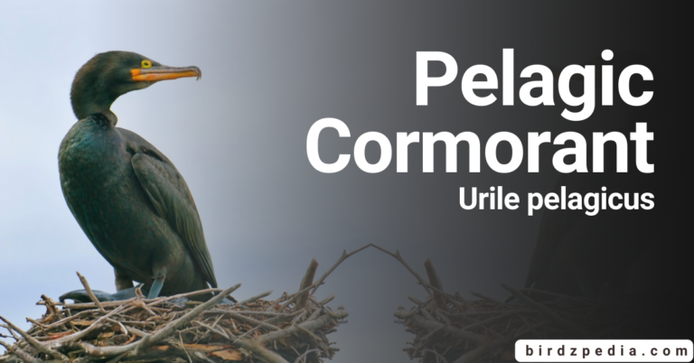 Pelagic cormorant: [Urile pelagicus] Odyssey Habitat, and Overview