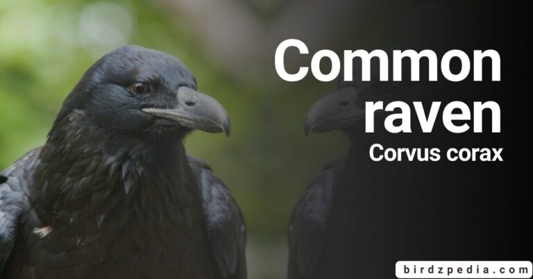 Common raven[Corvus corax]: Journey into their World