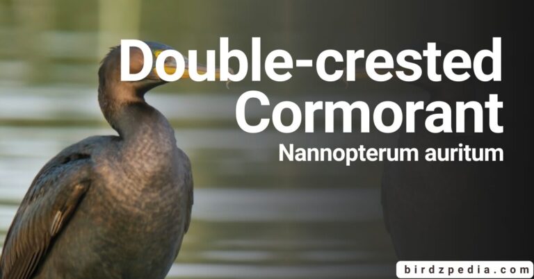 Into the Realm of the Double-crested cormorant