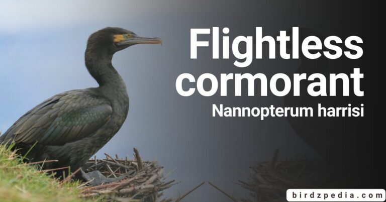 Unique Discoveries of the Flightless Cormorant [Nannopterum Harrisi]