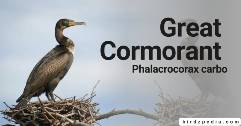 Great Cormorant [Phalacrocorax carbo] Diet ,Habitat and Overview