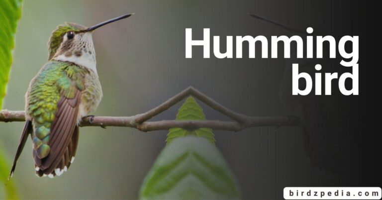 HUMMINGBIRD: Description, Food, Habitat And Fun Facts