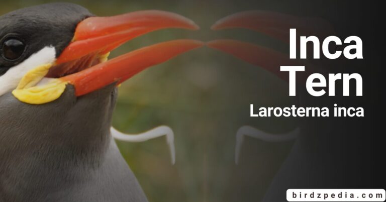 Unveiling the INCA TERN [Larosterna inca]