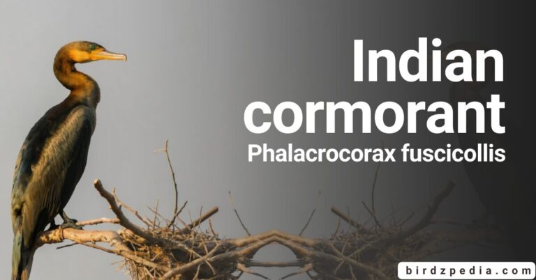 Discovering The Indian cormorant[Phalacrocorax fuscicollis]