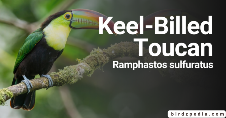 Embracing Wildlife keel-billed Toucan:[Ramphastos sulfuratus]