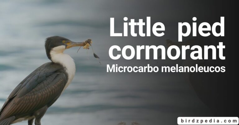 Little pied cormorant[Microcarbo melanoleucos]: Fascinating Details