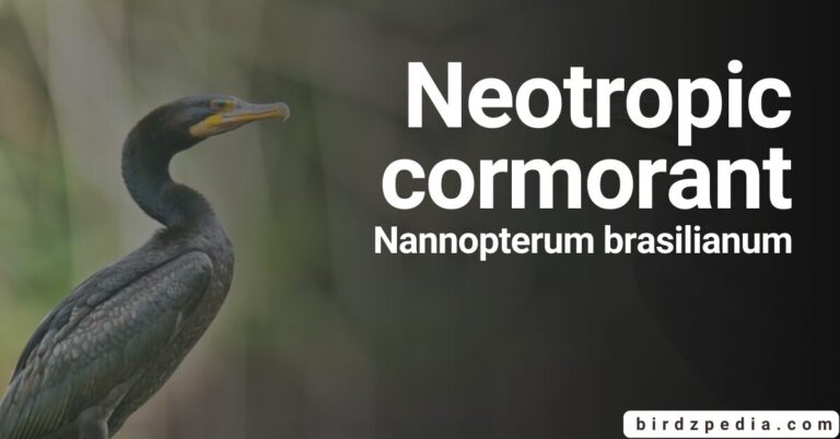 Exploring The Neotropic cormorant[Nannopterum brasilianum]