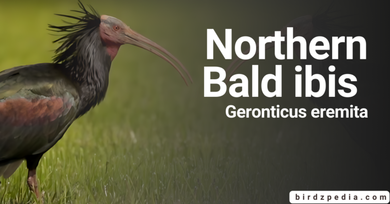 Northern bald ibis: [Geronticus eremita] Discovering Nature’s Secrets