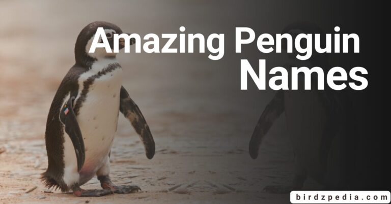 AMAZIGN PENGUINS NAMES: And Their Meanings
