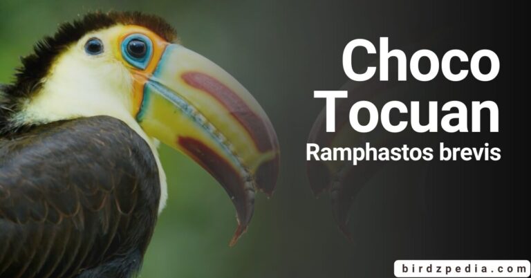 Choco Toucan[Ramphastos brevis] Tales and Overview