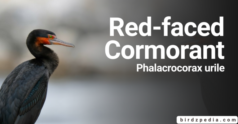 Exploring the Red-faced cormorant: [Urile urile]