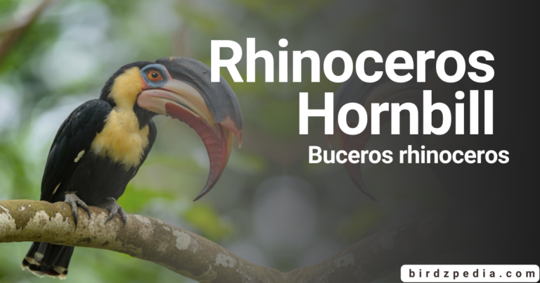 Rhinoceros Hornbill [Buceros rhinoceros] Habitat, Diet, Characteristics,