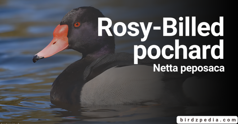 Rosy-Billed Pochard [Netta peposaca]: Habitat, Behavior, and More