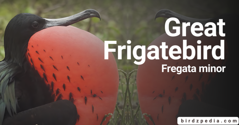 Great Frigatebird:[Fregata minor] Look of Nature’s Aviator