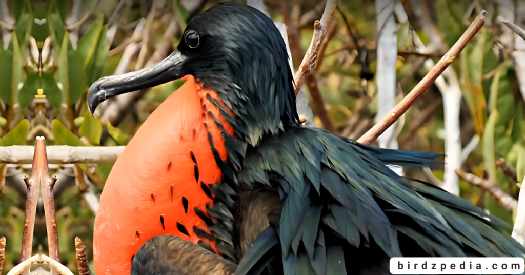 Great frigatebird birdzpedia.com
