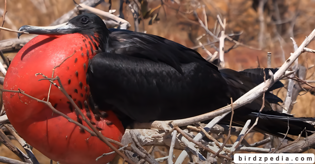 Great frigatebird birdzpedia.com
