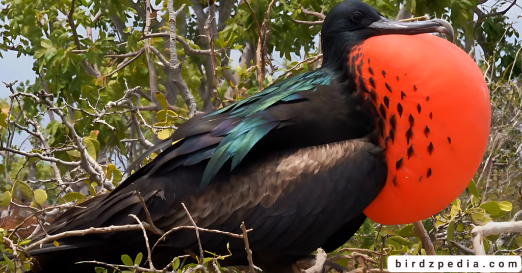 Great frigatebird birdzpedia.com