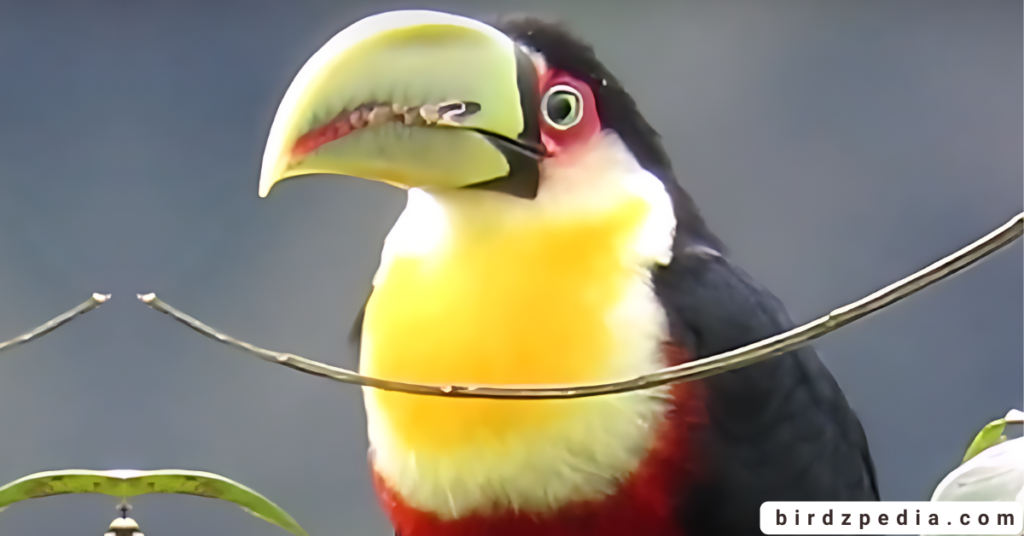 Red-breasted Toucan birdzpedia.com